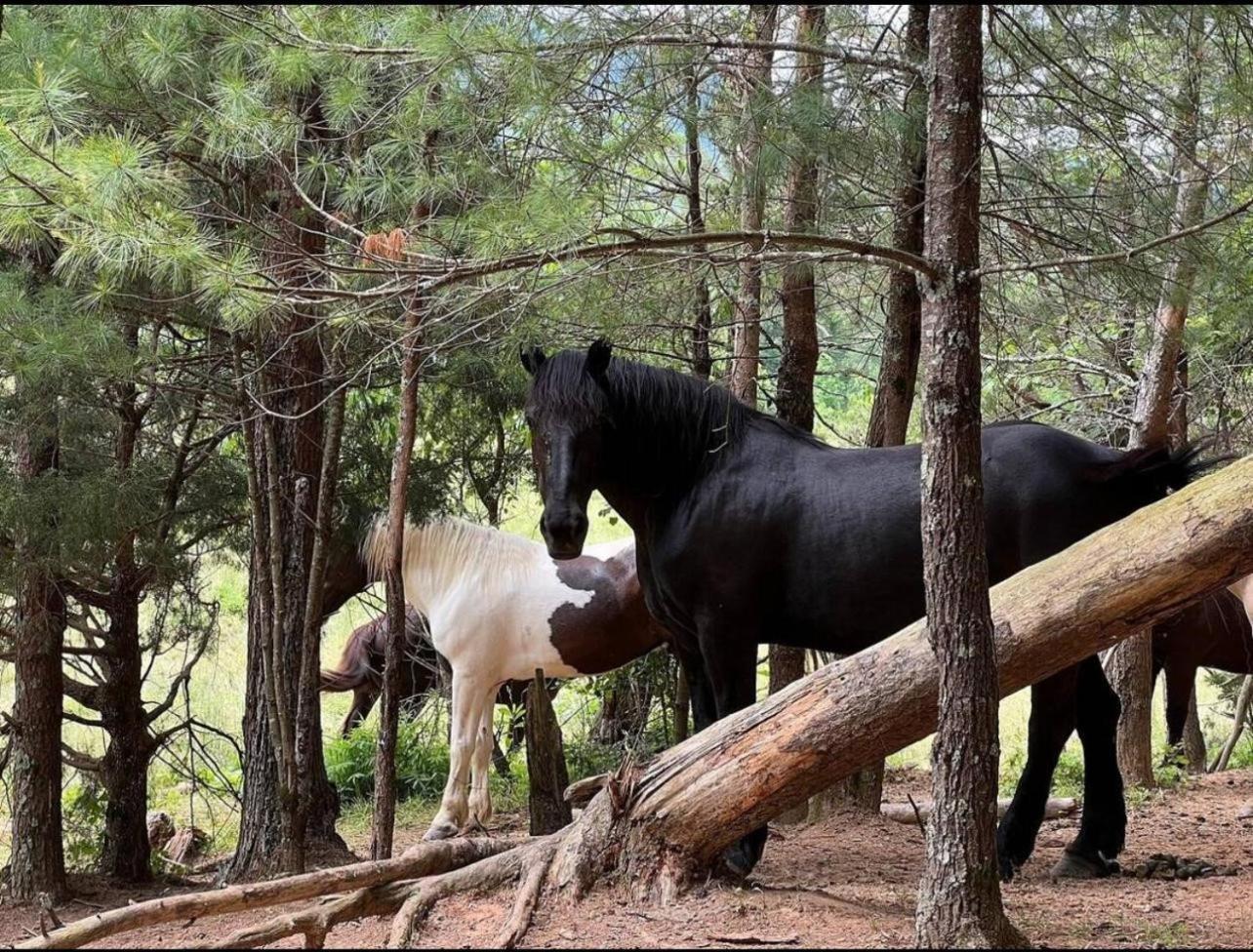 On Dolly Time 1 Mile From Dollywood Βίλα Pigeon Forge Εξωτερικό φωτογραφία